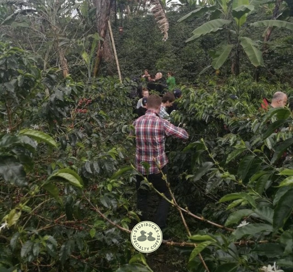 Drip Bag Colombia Huila Volcano Supremo Sc 17/18 Washed - Cà Phê Phin Giấy Stupiducks