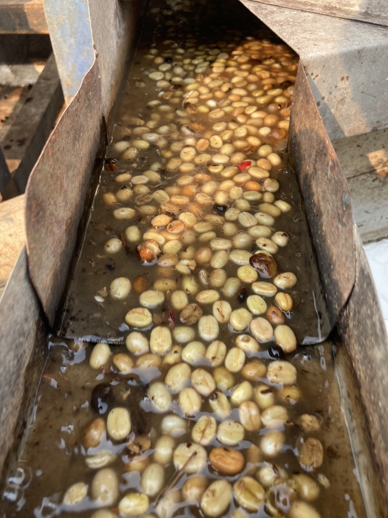 Arabica Myanmar Ywangan Shan State Wash Process G1 - Stupiducks Specialty Coffee (SSC Roaster)