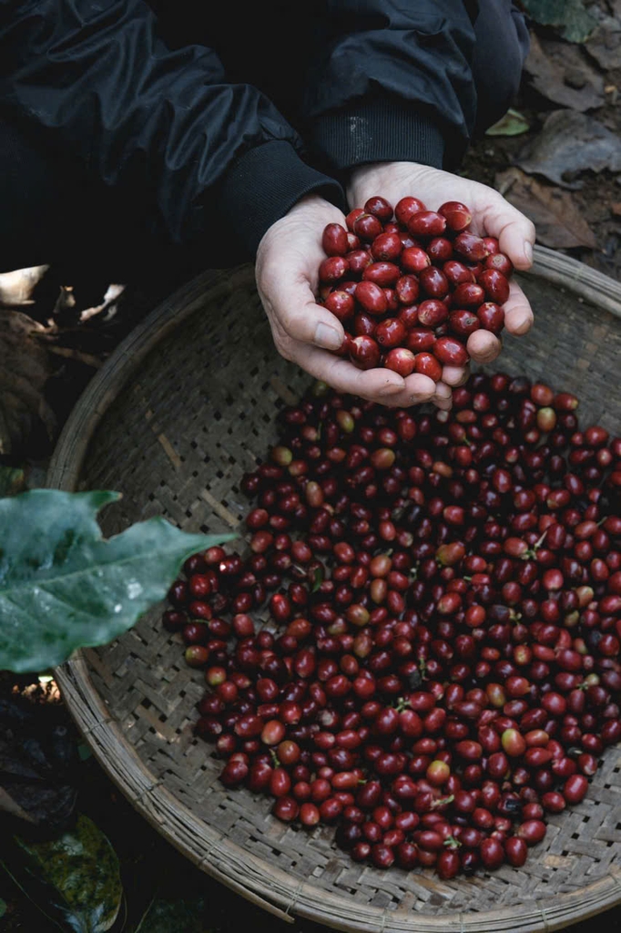 Việt Nam Đà Lạt Fully Washed SHG Lotus (high quality) - Stupiducks Specialty Coffee