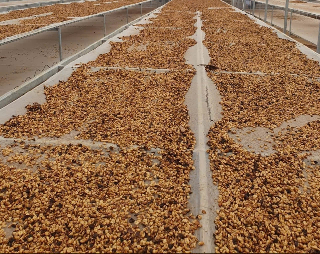 Việt Nam Đà Lạt Fully Washed SHG Lotus (high quality) - Stupiducks Specialty Coffee