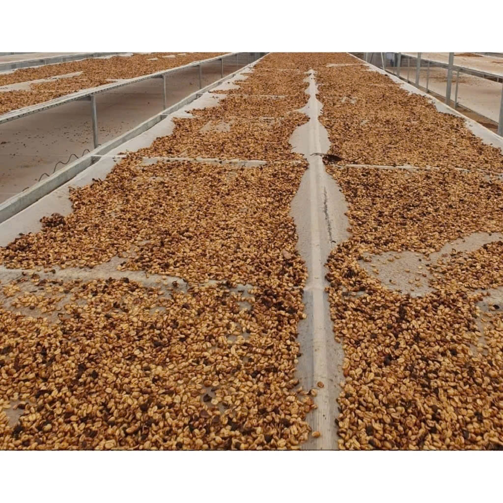 Việt Nam Robusta Honey Lâm Đồng - Stupiducks Specialty Coffee (SSC)