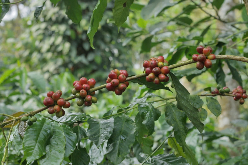 Cà Phê Nhân Xanh QB The Wild Espresso India Coffee
