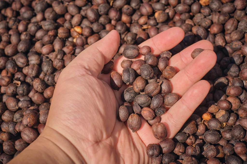 Drip Bag Việt Nam Fine Robusta Central Highland Can Spirit ( Ủ Rượu Cần Tây Nguyên) -  Cà Phê Phin Giấy Stupiducks