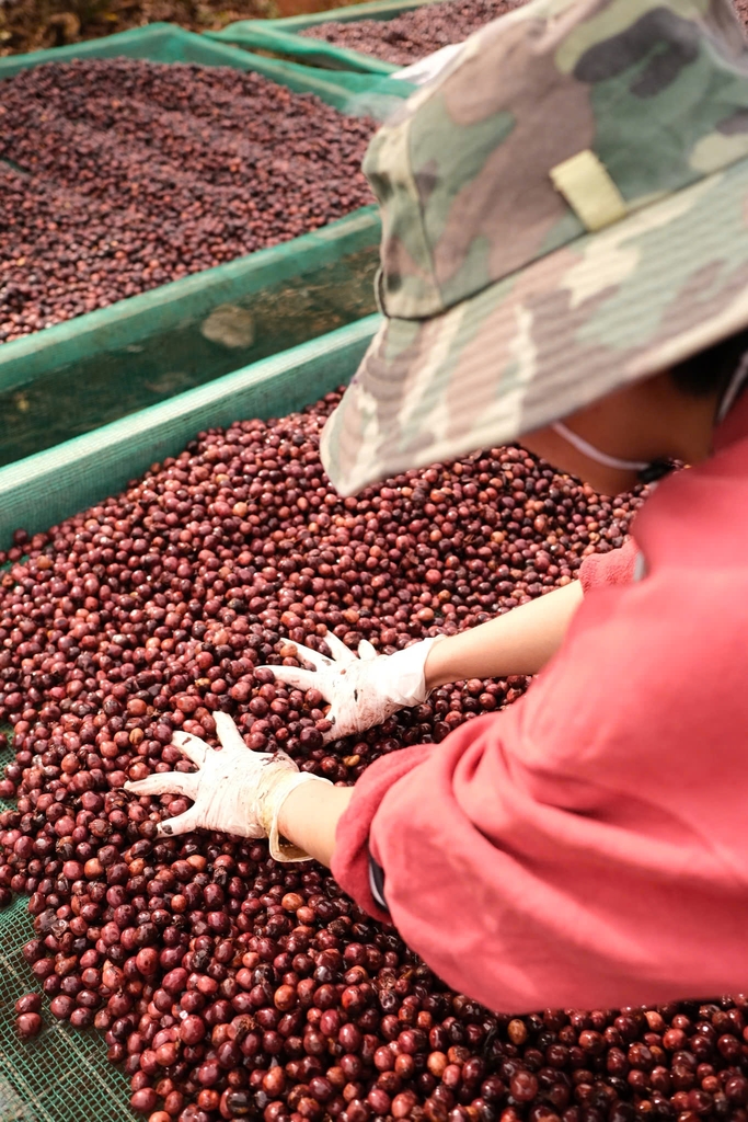 Việt Nam Fine Robusta Lâm Đồng Fruity Yeast Natural - Stupiducks Specialty Coffee (SSC Roaster)