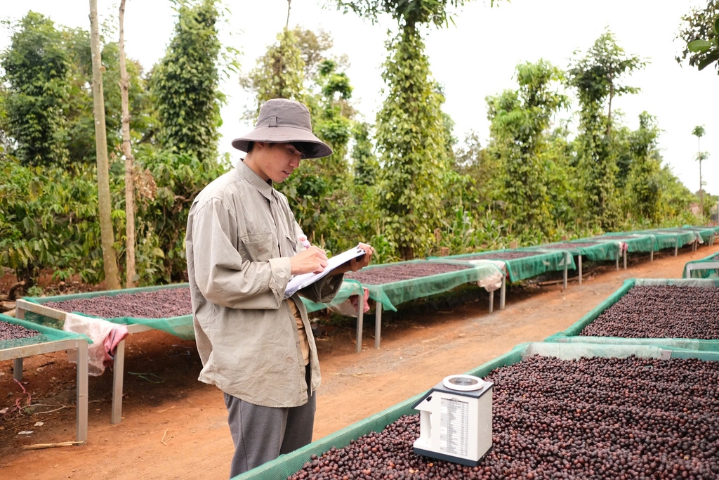 Việt Nam Fine Robusta Lâm Đồng Fruity Yeast Natural - Stupiducks Specialty Coffee (SSC Roaster)