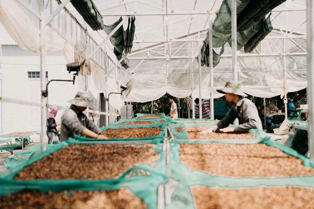 Việt Nam Fine Robusta Lâm Đồng Fruity Yeast Natural - Stupiducks Specialty Coffee (SSC Roaster)