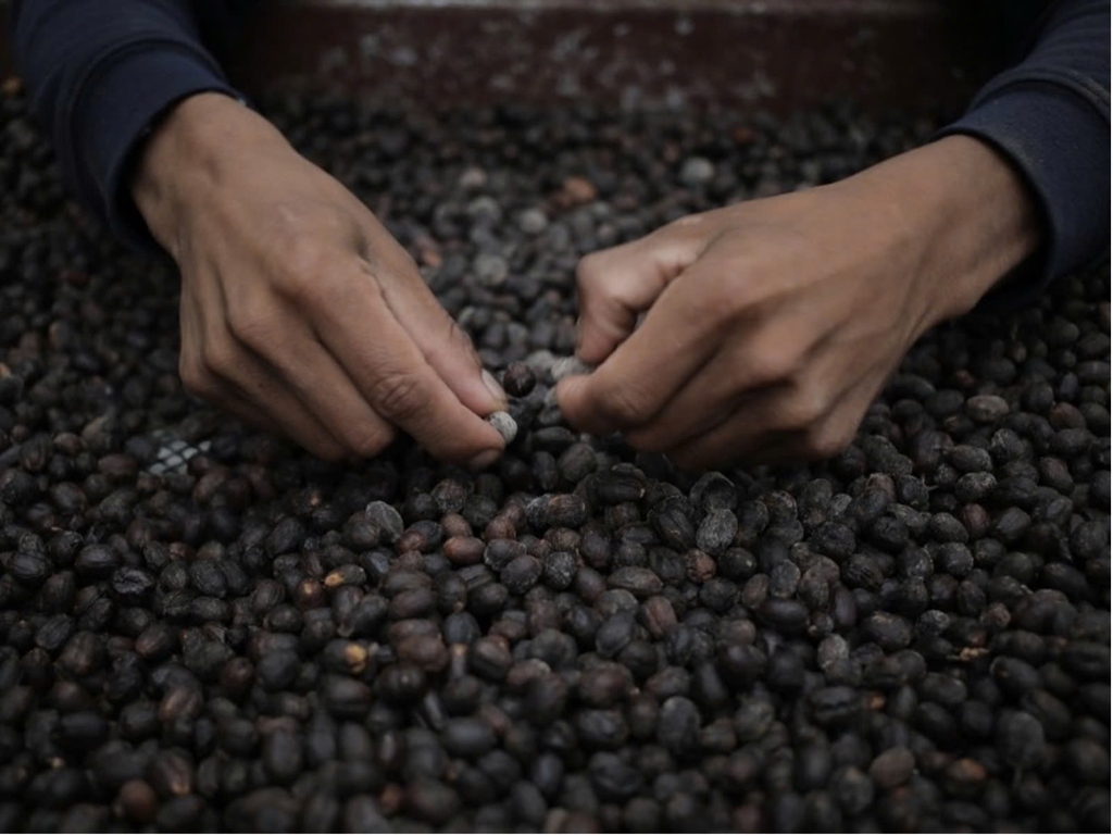 Panama Classical San Ramon Finca Eleta - Stupiducks Specialty Coffee ( SSC Roaster)