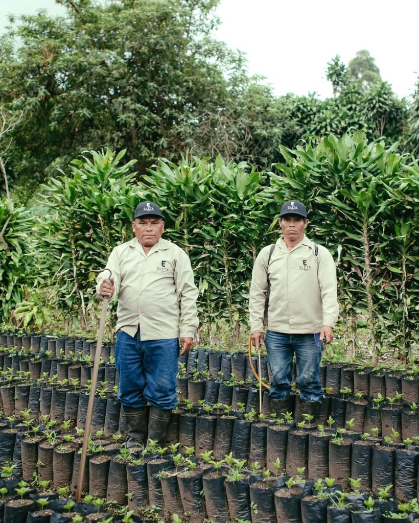 Panama Classical San Ramon Finca Eleta - Stupiducks Specialty Coffee ( SSC Roaster)