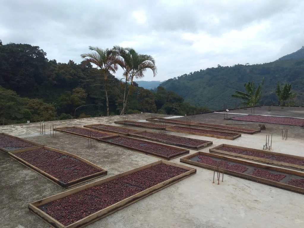 Colombia Edén No.48 Cinnamon & Kiwi - Stupiducks Specialty Coffee ( SSC Roaster)