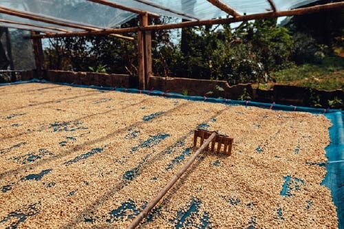 Rosie Champagne Huila La Herencia - Stupiducks Specialty Coffee ( SSC Roasters)