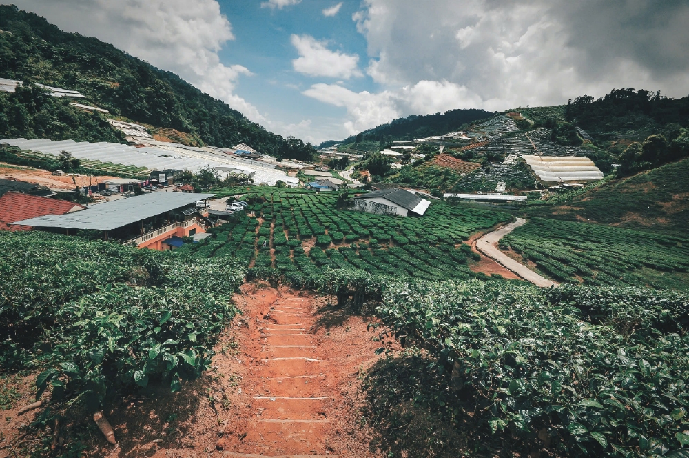 Rosie Champagne Huila La Herencia - Stupiducks Specialty Coffee ( SSC Roasters)