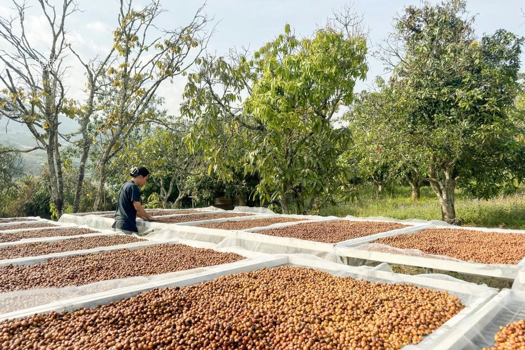 Việt Nam Yellow Bourbon mr. Điệt - Stupiducks Specialty Coffee ( SSC Roasters)