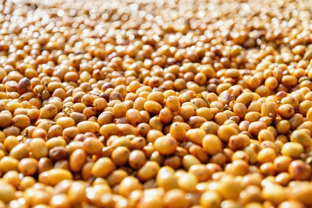 Việt Nam Yellow Bourbon mr. Điệt - Stupiducks Specialty Coffee ( SSC Roasters)