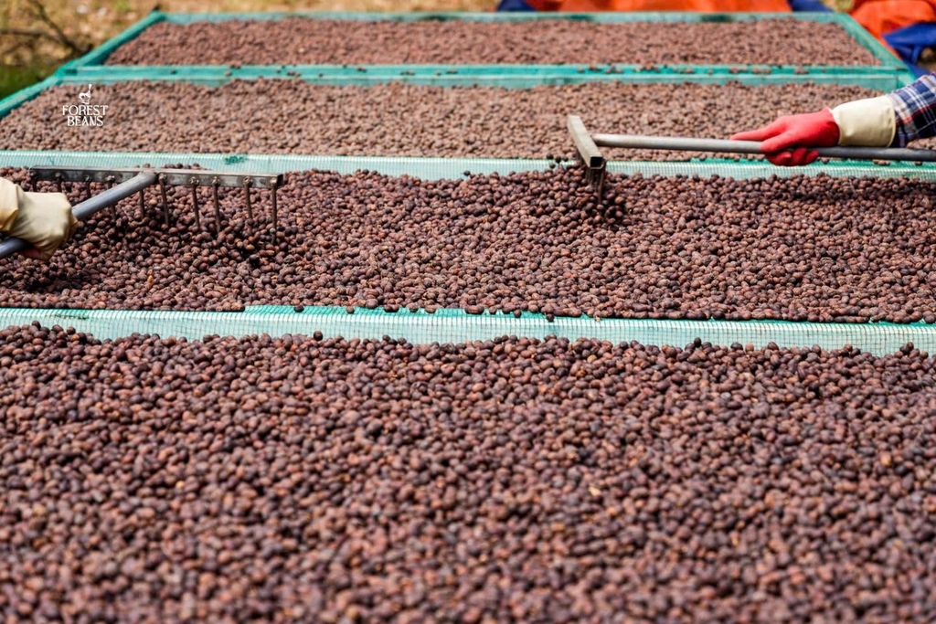 Việt Nam Yellow Bourbon mr. Điệt - Stupiducks Specialty Coffee ( SSC Roasters)