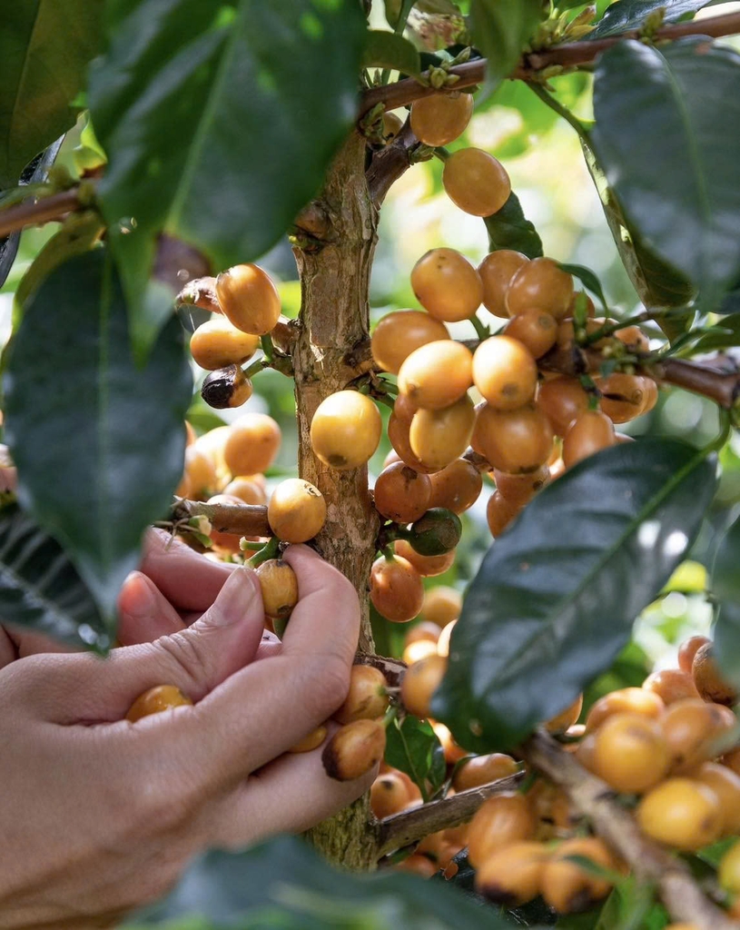 Việt Nam Yellow Bourbon mr. Điệt - Stupiducks Specialty Coffee ( SSC Roasters)