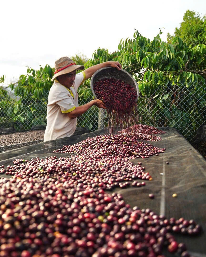 Việt Nam Robusta Chư Păh, Gia Lai Natural Process - Stupiducks Specialty Coffee (SSC)
