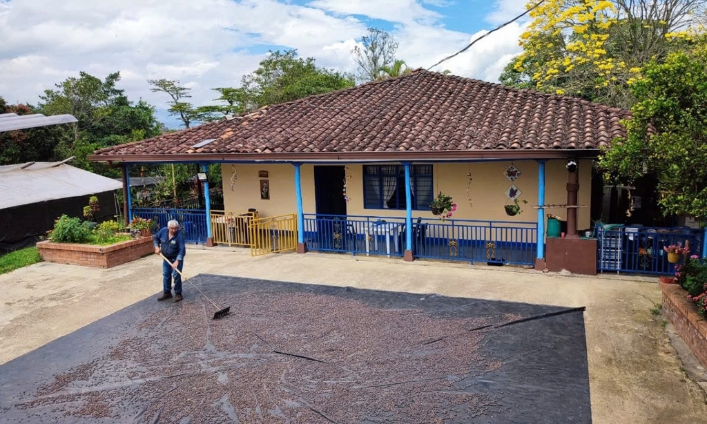 Typica finca Patio Bonito - Stupiducks Specialty Coffee ( SSC Roasters)