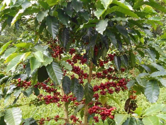 Typica finca Patio Bonito - Stupiducks Specialty Coffee ( SSC Roasters)