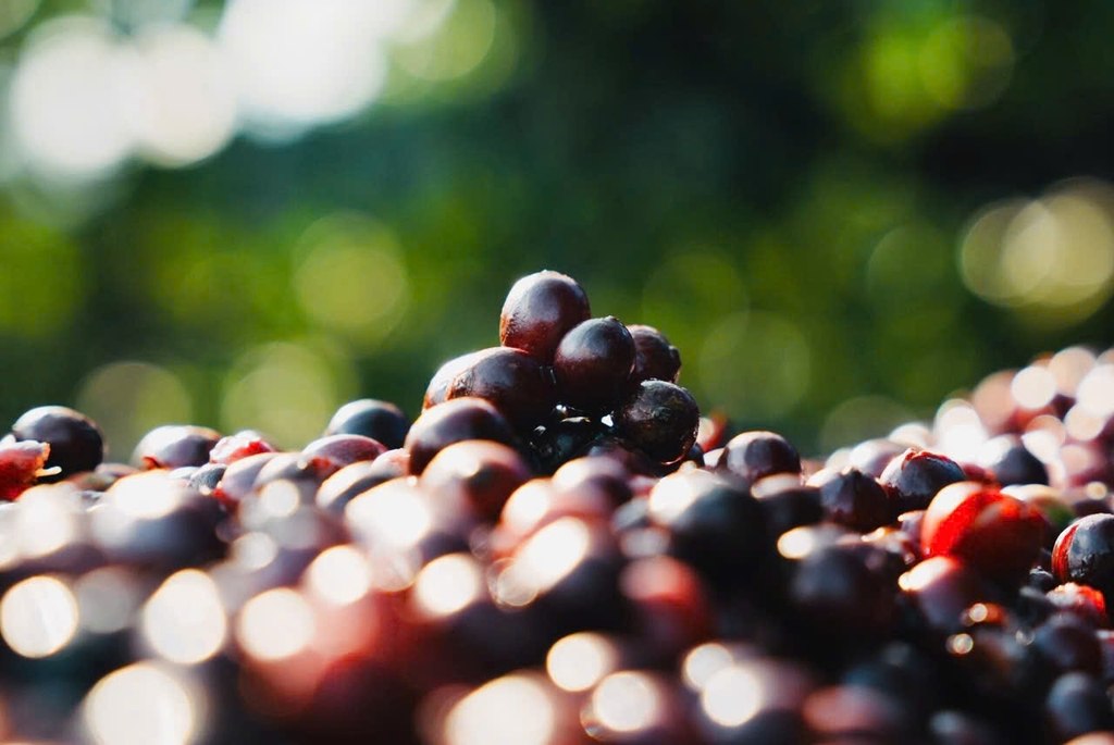 Việt Nam Robusta Chư Păh, Gia Lai Natural Process - Stupiducks Specialty Coffee (SSC)