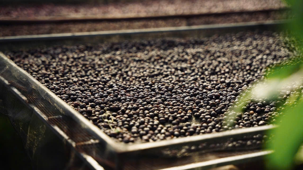 Việt Nam Robusta Chư Păh, Gia Lai Natural Process - Stupiducks Specialty Coffee (SSC)