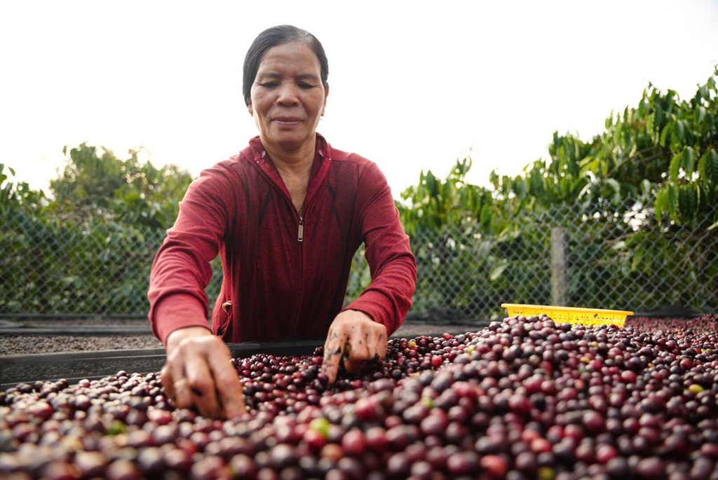 Việt Nam Robusta Chư Păh, Gia Lai Natural Process - Stupiducks Specialty Coffee (SSC)