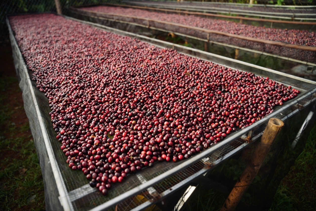 Việt Nam Robusta Chư Păh, Gia Lai Natural Process - Stupiducks Specialty Coffee (SSC)