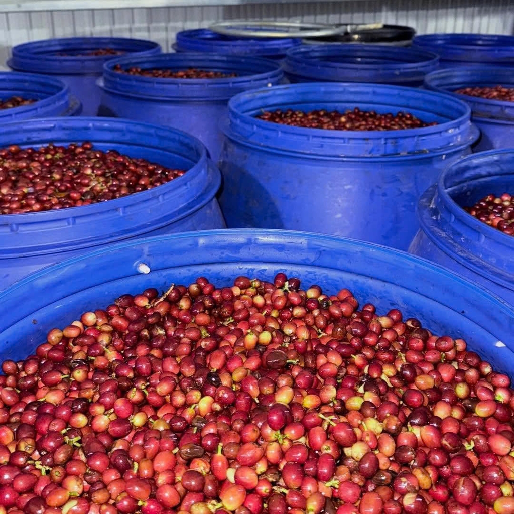 Việt Nam Specialty Coffee Zanya Lavender - C5 Coffee farm & roasters