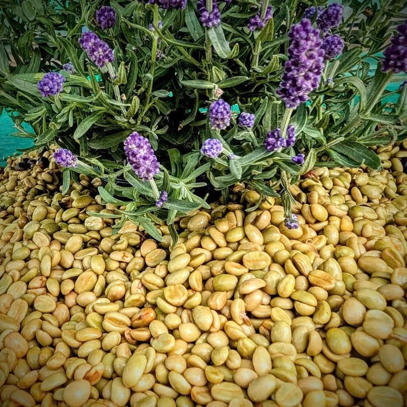 Việt Nam Specialty Coffee Zanya Lavender - C5 Coffee farm & roasters