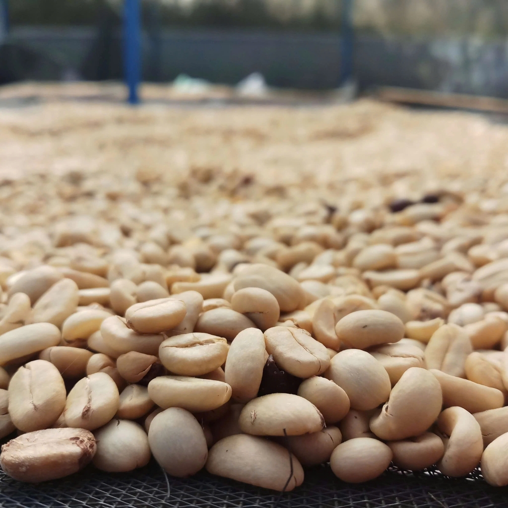 Việt Nam Specialty Coffee Zanya Lavender - C5 Coffee farm & roasters