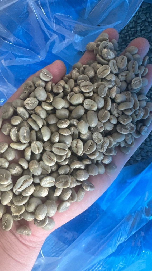 Green Apple & Kiwi Club - Stupiducks Specialty Coffee ( SSC Roaster)