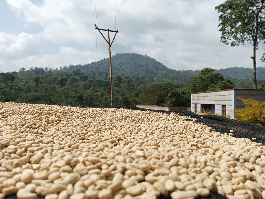 Banko Taratu - Stupiducks Specialty Coffee ( SSC Roaster)