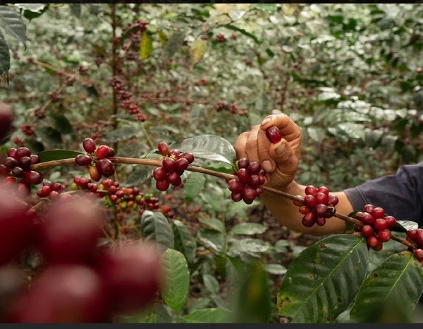 Gesha Gisela Sanchez Natural - Stupiducks Specialty Coffee ( SSC Roaster)