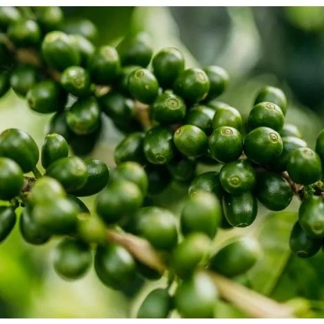 Gesha Gisela Sanchez Natural - Stupiducks Specialty Coffee ( SSC Roaster)