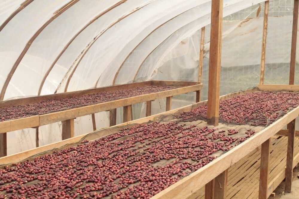 Indonesia Sumatra Kerinci Natural — Omni Roast by Stupiducks