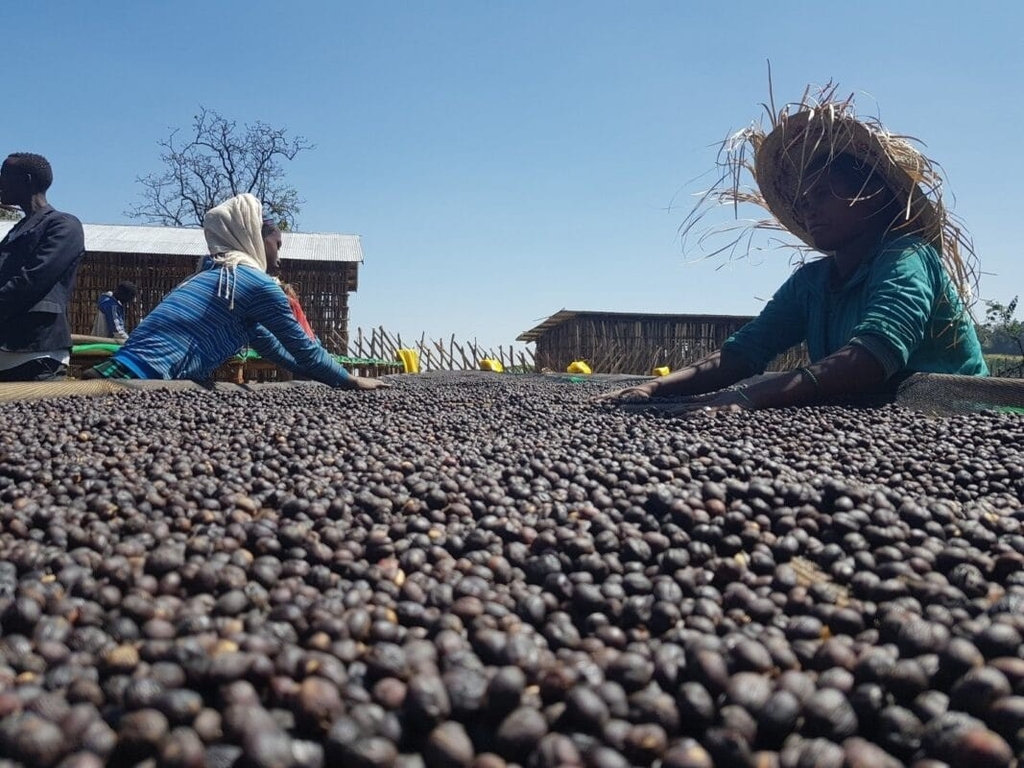 Indonesia Sumatra Kerinci Natural — Omni Roast by Stupiducks
