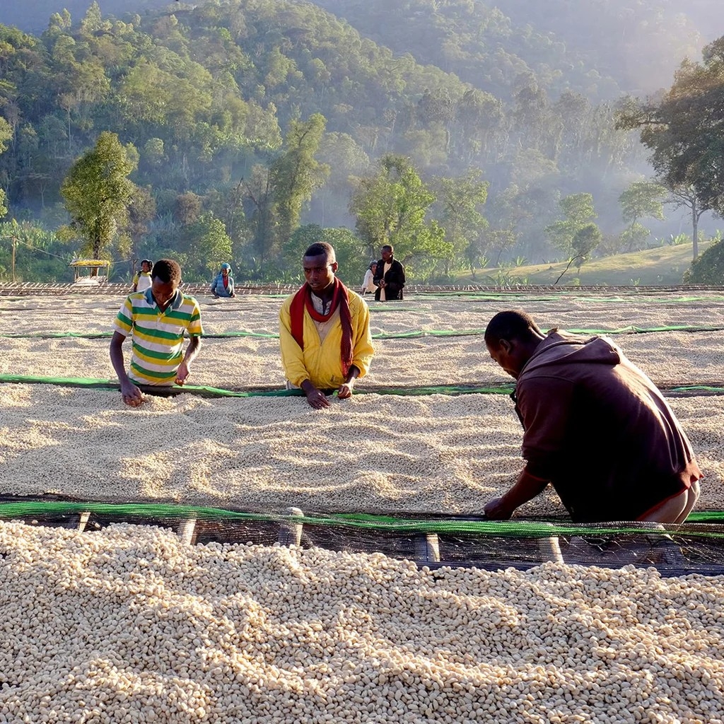 Guji Yabito Tome g1 - Stupiducks Specialty Coffee ( SSC Roaster)