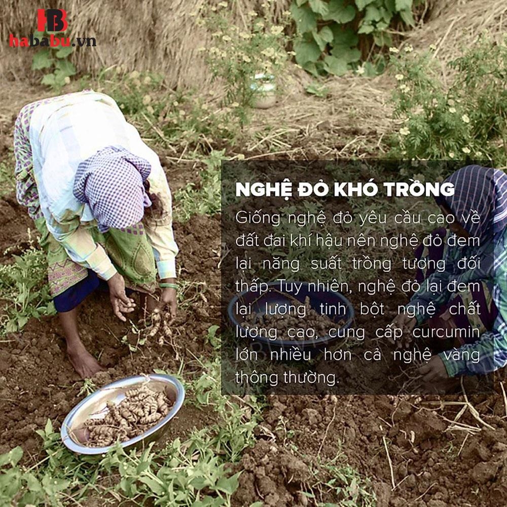 Tinh nghệ đỏ Toro 250gr chính hãng