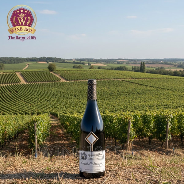 Rượu Vang Pháp Domaine Gavignet Chambolle Musigny Rouge