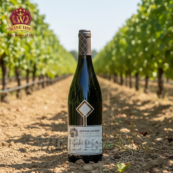 Rượu Vang Pháp Domaine Gavignet Chambolle Musigny Rouge