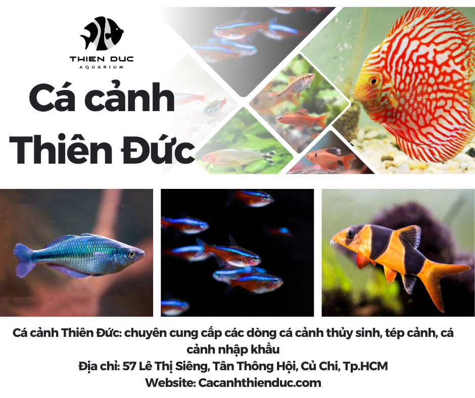 ca-canh-thien-duc