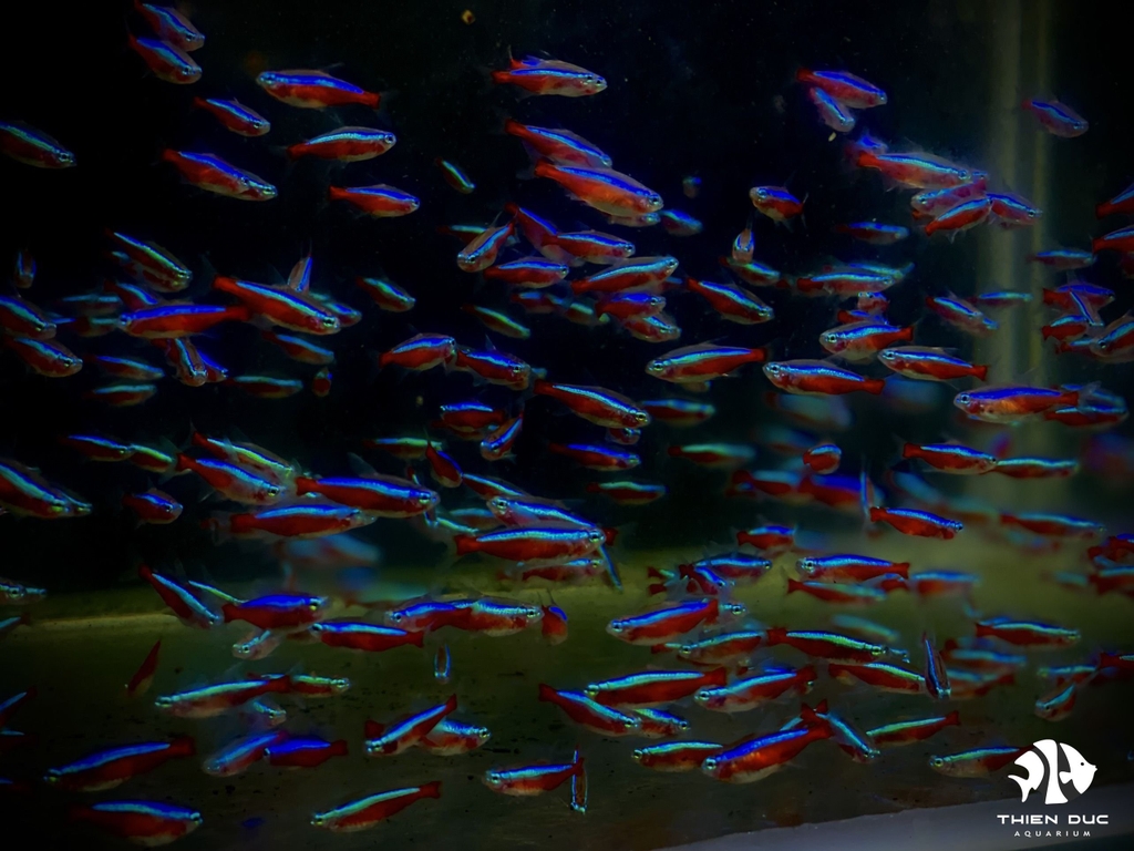 Cá Neon Vua - Cardinal Tetra