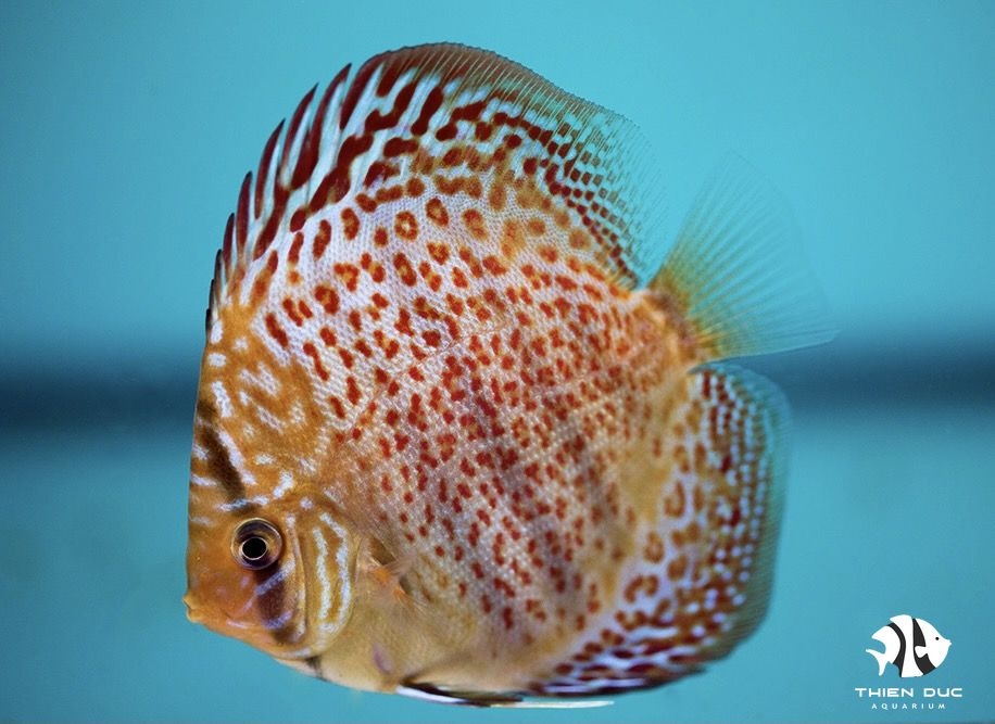 Cá Dĩa Beo - Leopar Red Discus
