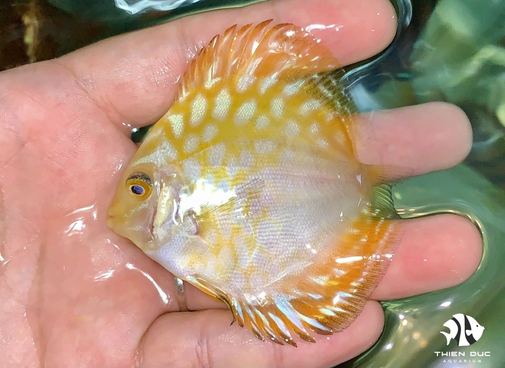 Cá Dĩa Bồ Câu Vàng - Pigeon  Yellow Discus