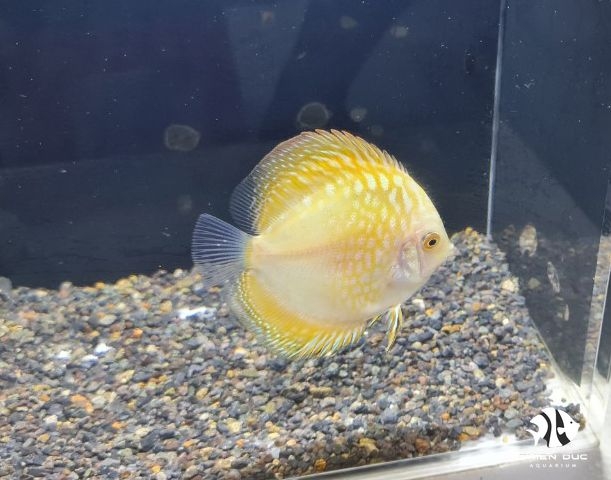 Cá Dĩa Bồ Câu Vàng - Pigeon  Yellow Discus