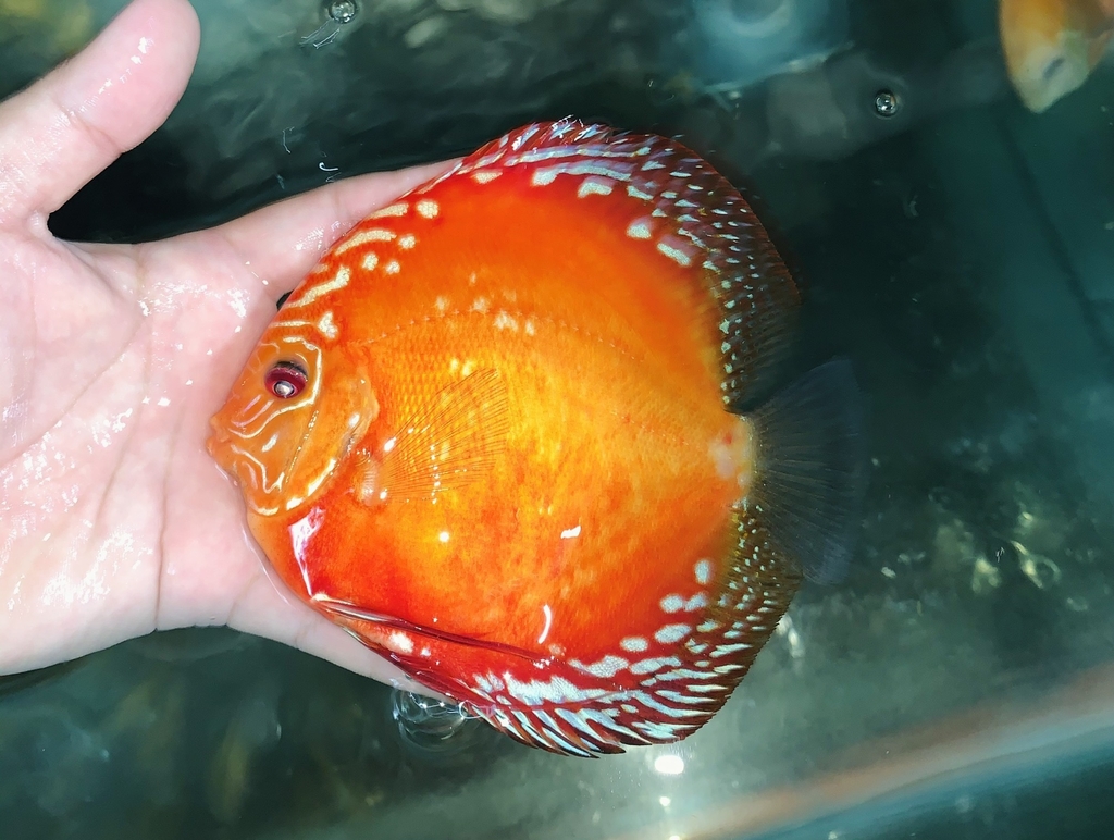 Cá Dĩa Bồ Câu Panda - Pigeon Red Panda Discus