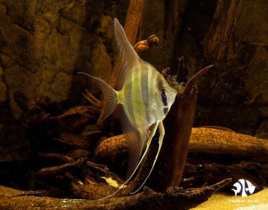 Cá Ông Tiên Ai Cập - Angels Altum Fish
