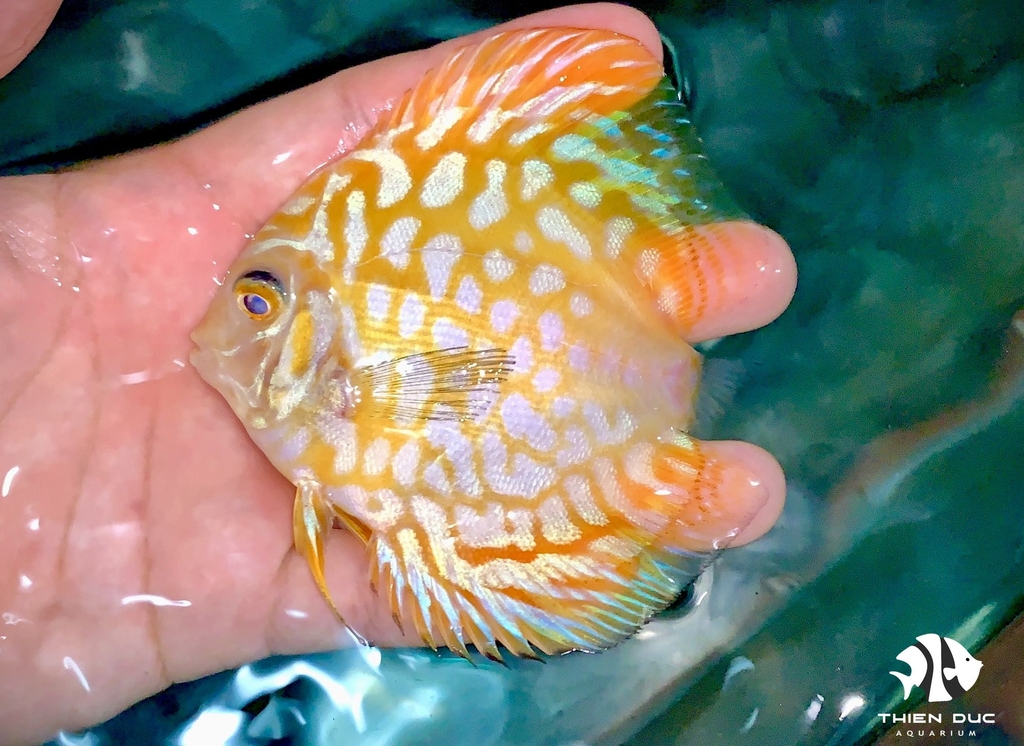 Cá Dĩa Bồ Câu Vàng - Pigeon  Yellow Discus