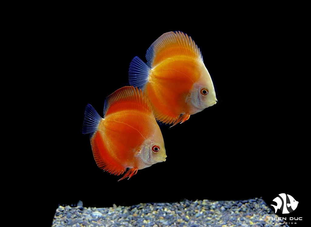 Cá Dĩa Man Đỏ - Manrlboro Red Discus