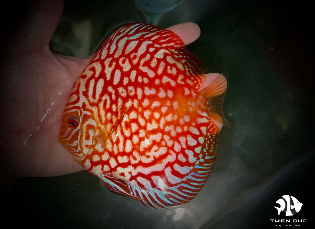 Cá Dĩa Bồ Câu Đỏ - Pigeon Red Discus
