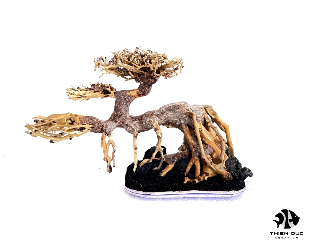 Cây Bonsai Thủy Sinh